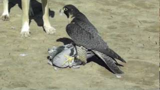 Perigrine Falcon Destroys Pigeon [upl. by Felicdad]