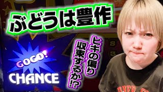 482 【ジャグラー】ぶどう確率圧倒的6以上あとはペカらせるだけだ【11月3日】 [upl. by Li]