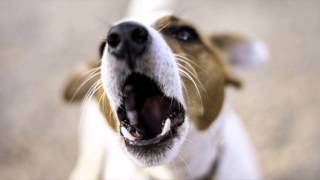 Dog Barking  Ringtone Mp3 [upl. by Verney]