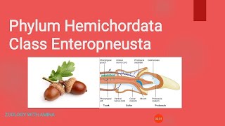 Phylum Hemichordata Class Enteropneusta [upl. by Nhguaved]