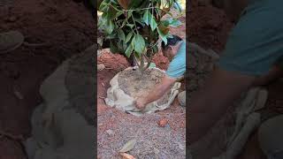 How To Plant Large Burlap Trees [upl. by Nnylodnewg733]