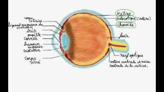 Anatomie de loeil [upl. by Maxia]