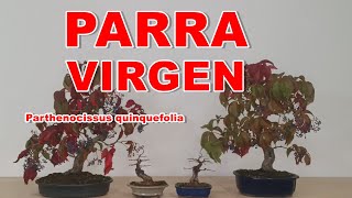 Parra virgen Parthenocissus quinquefolia [upl. by Bardo515]