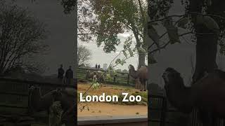 London Zoo [upl. by Sadirah]