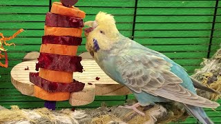 7 hours of budgie parakeet singing and calling sounds [upl. by Zinn]