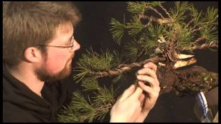 TORA international bonsai school present Demo NIK ROZMAN [upl. by Steven]