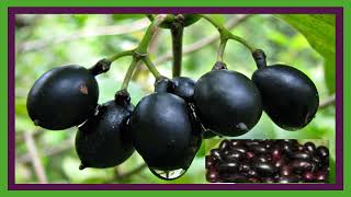 knowledge  Surprising benefits  of jamun  or black plum [upl. by Leerzej]