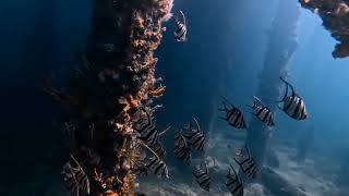 Busselton jetty FreeDive [upl. by Alden]