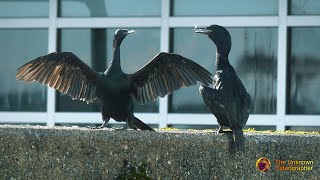 Pelagic Cormorants  4K [upl. by Roseanne]