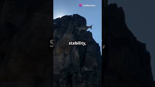 How Goats Defy Gravity learning youtubeshorts didyouknow facts animals goat nature wildlife [upl. by Andras]