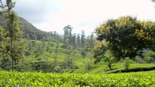 Dilmah Tea Estate  Mattekelle [upl. by Livi]