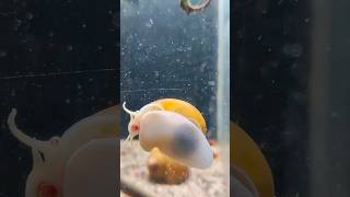 Apple Snail 🐌 ne mollie fish ko khaa liya 😵‍💫😭 mollyfish applesnail [upl. by Aicele]