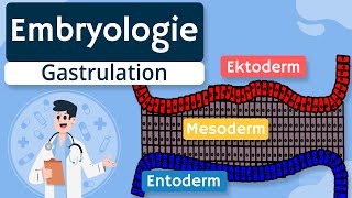 Embryologie  Gastrulation und Keimblätter einfach erklärt [upl. by Hairam786]