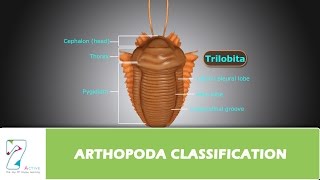 ARTHOPODA CLASSIFICATION [upl. by Verile]