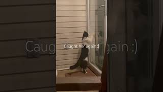 Caught her again music dance cat funny [upl. by Ackler]