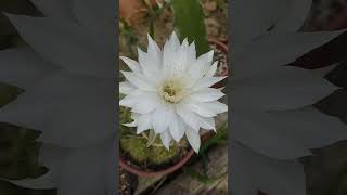 Echinopsis calochlora 😍 [upl. by Acinok280]