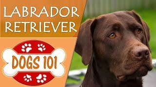 Dogs 101  LABRADOR RETRIEVER  Top Dog Facts About LAB Breeds [upl. by Derry]