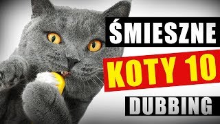 ŚMIESZNE KOTY 10 ❤️ DUBBING MATT OLECH [upl. by Keller]