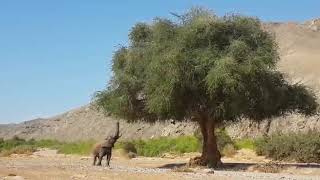 Namibian desert elephant [upl. by Doroteya]