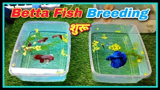 How to Groom Betta Fish for Breeding  DIY Betta Fish Breeding [upl. by Oigroeg]