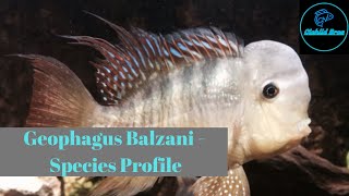 Gynmogeophagus Balzanii  Care Guide amp Species Profile [upl. by Corson874]