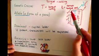 Additional Biology B2 Alleles and Genetic Crosses [upl. by Yragerg]