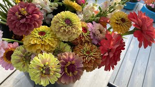 Zinnia garden tour [upl. by Joselyn]