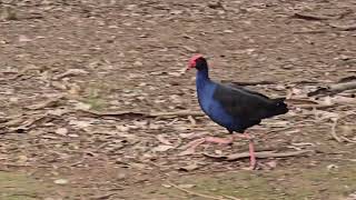 The Purple swamphen bird Ambarvale Australia [upl. by Rorke164]