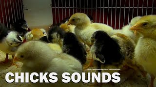 Chicks Chirping Sounds Exactly for 2 hour and 30 minutes [upl. by Llerud314]