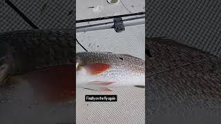 Redfish Fly Fishing Florida [upl. by Halak]