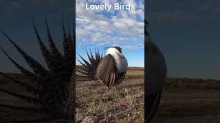 Lovely Birds  The Most Colorful Birds  Beautiful Birds Sound in the Forest  Mind blowing sounds [upl. by Nered]