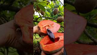 ¿Cómo le llaman a esta fruta en tu país ¡Déjalo en los comentarios frutas mamey cultivo [upl. by Willtrude72]