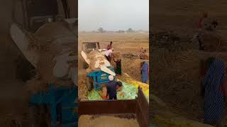 dhan nikal li aaj dhankheti agriculture dhaan farming villagelife [upl. by Jehoash418]