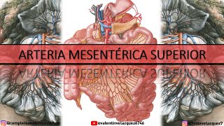 ARTERIA MESENTÉRICA SUPERIOR  Orígen ramos colaterales terminales arcos arteriales yeyunoileales [upl. by Aurita193]