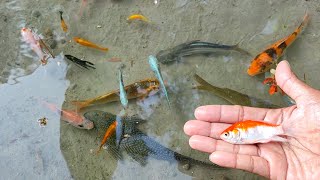 Find Colorful Ornamental fish Goldfish betta fish Catfish lobster koi fish animals Videos [upl. by Alvy]