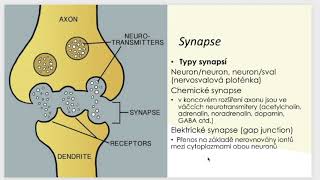 Nervová soustava část 1 [upl. by Jeraldine]