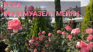 РОЗА МАДЕМУАЗЕЛЬ МЕЙЯН Mademoiselle Meilland  Обзор сорта Мадемуазель Мейян [upl. by Hebert]