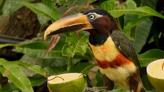 CHESTNUTEARED ARACARI Backyard fruits PTEROGLOSSUS CASTANOTIS ARAÇARICASTANHO Beautiful nature [upl. by Aihsatan298]