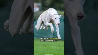 Greyhound  Worlds Fastest Canine shorts [upl. by Aramoj786]