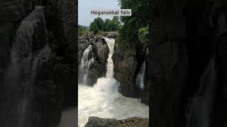 Hogenakkal falls ll Hogenakkal falls live today ll Hogenakkal falls tamil ll [upl. by Gothurd425]