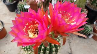 Cactus Classics Trichocereus Hybrid by Kakteen Vers now Macondo Cactus [upl. by Akemat]