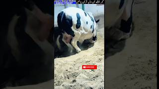 Cute bull cattlefarm bull brahman cattle animals farmanimalfarm  viral shorts  viral video [upl. by Eisus151]