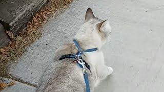 Roadrunner Cat Walk [upl. by Lacee]