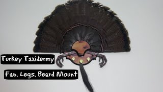 How To Mount A Turkey Fan  DIY Turkey Taxidermy [upl. by Ignacio970]