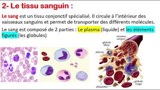 Histologie  Le tissu osseux  Globules rouges  Globules blancs  Plaquettes [upl. by Hnil]