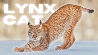 Lynx A Wild Big Cat  Interesting Facts amp Information [upl. by Meirrak58]