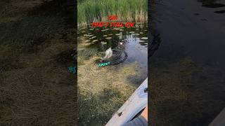 Swamp Creature Fishing 🎣 bowfin fishing swampfishing [upl. by Umberto185]