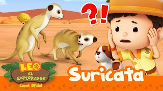 ¿Las SURICATAS perdieron su HOGAR 😱🏠  Suricata  Leo El Explorador  Animación Niños [upl. by Eastlake]