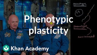 Phenotype plasticity  Heredity  AP Biology  Khan Academy [upl. by Oaks474]