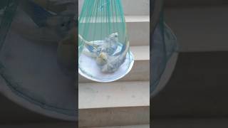 New hogoromo parrot 😍 petlover minivlog vlog birds budgies parrot pigeonlover pigeon [upl. by Beyer300]